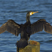 Great Cormorant
